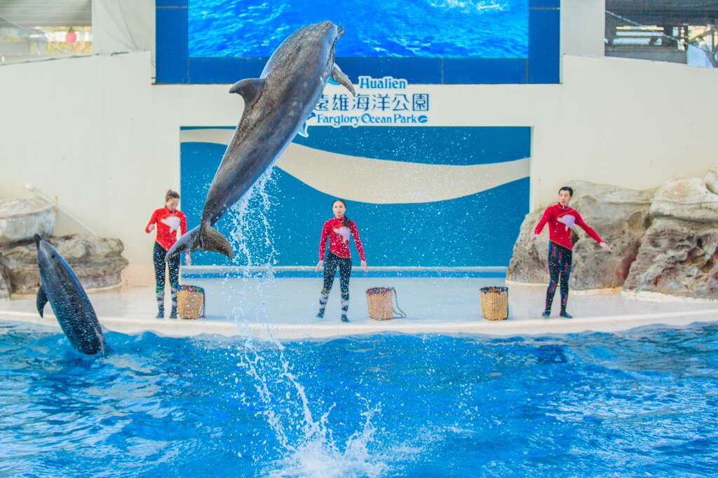 海洋公園主題表演-海豚秀