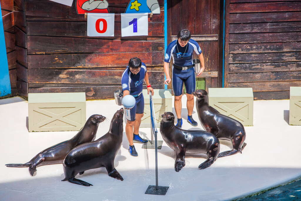 海洋公園必看的海獅秀