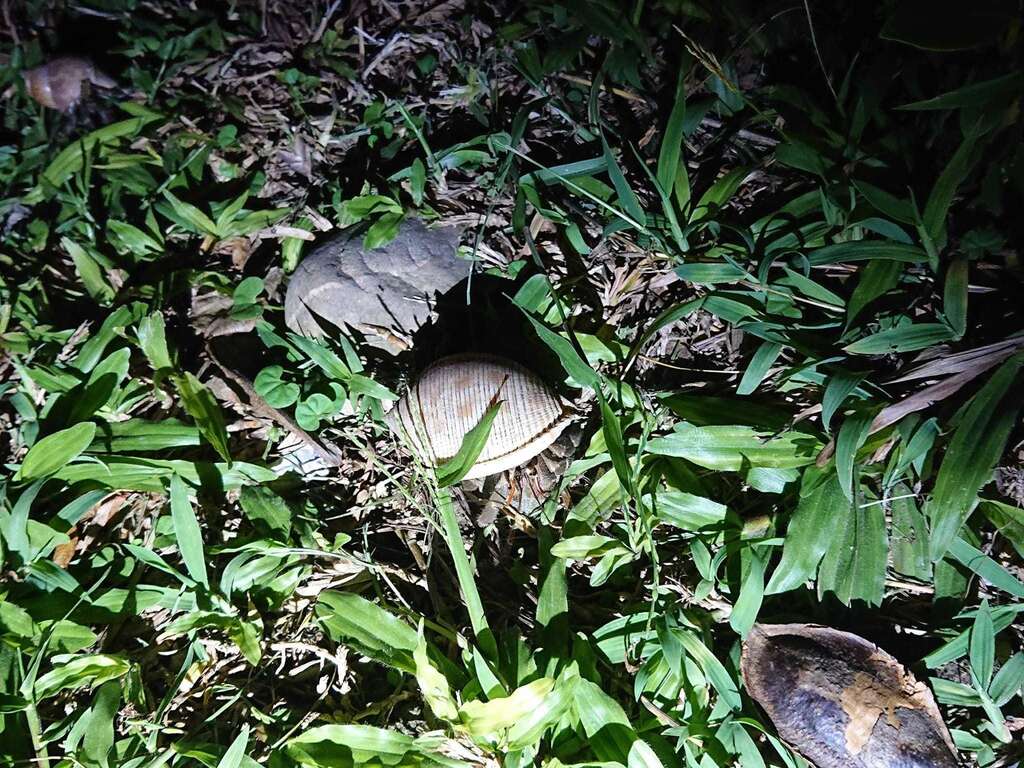夜間觀察寄巨蟹