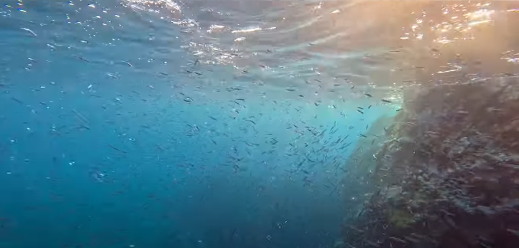 跟著漁民探索海上漁路，幸運的話，還能親眼見到金梭魚、花尾魚、丁香魚等魚群成群結隊、在海中穿梭覓食的壯觀景象。