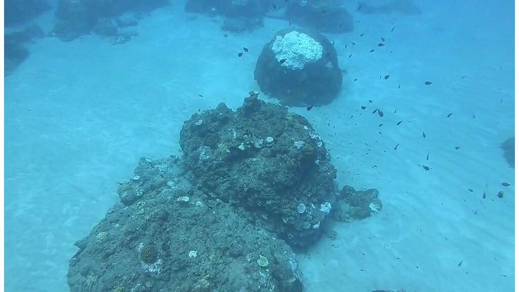 109 年小丑島發生海葵大量死亡事件時狀況 (109.08.03)