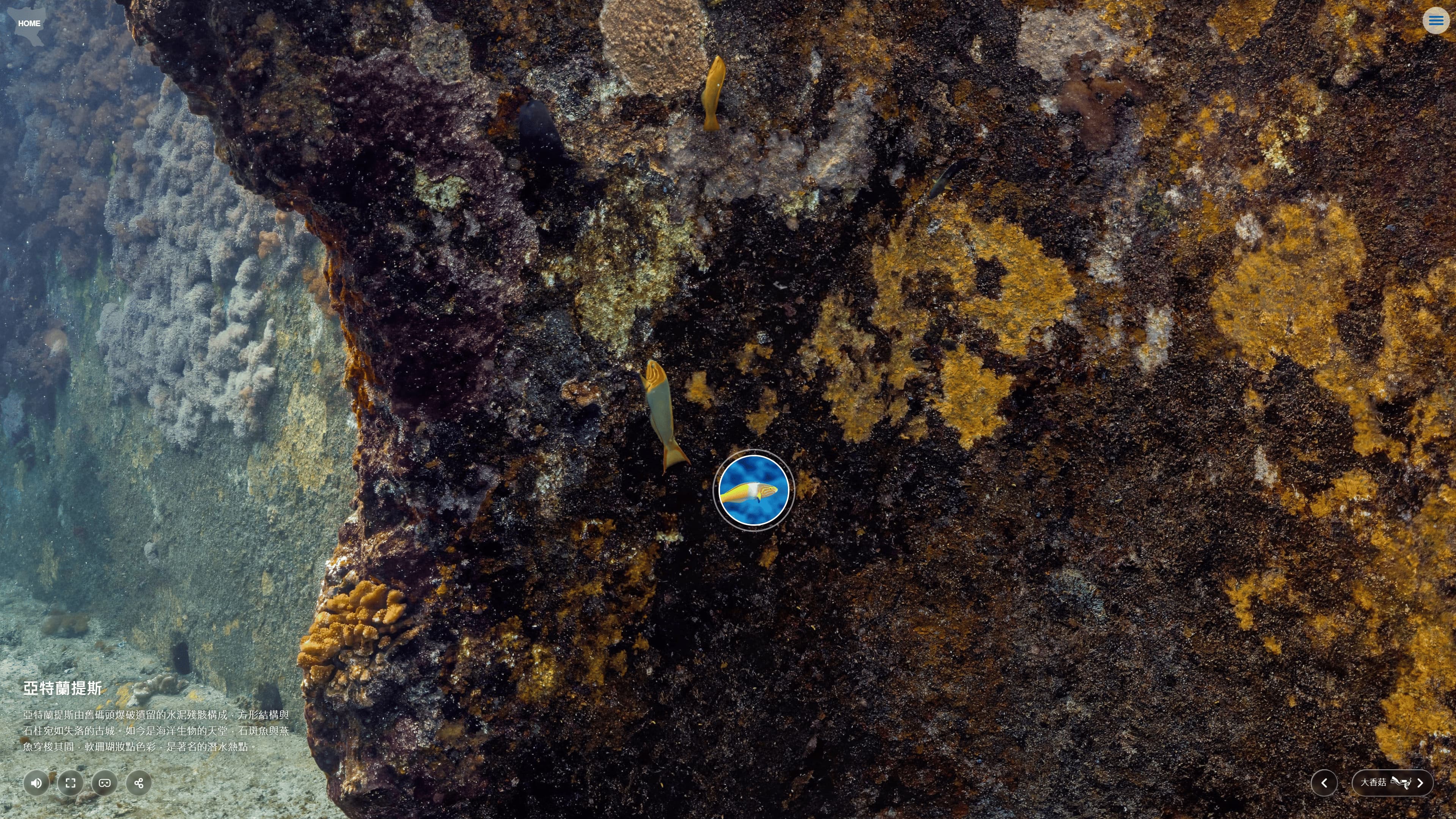 高畫質水下影像呈現