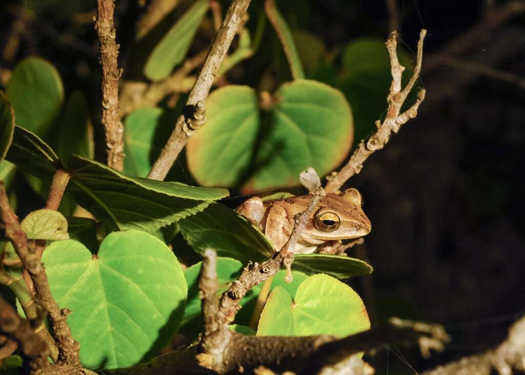 遊程內觀察白頜樹蛙