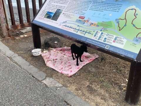 磯崎濱海遊憩區發現被棄養動物