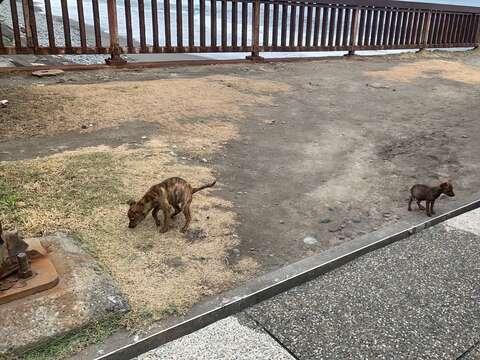 磯崎濱海遊憩區發現被棄養動物