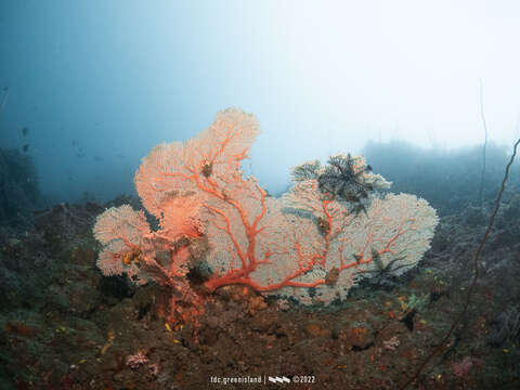 111年度三仙台潛水淨海工作假期-柏氏花柳珊瑚