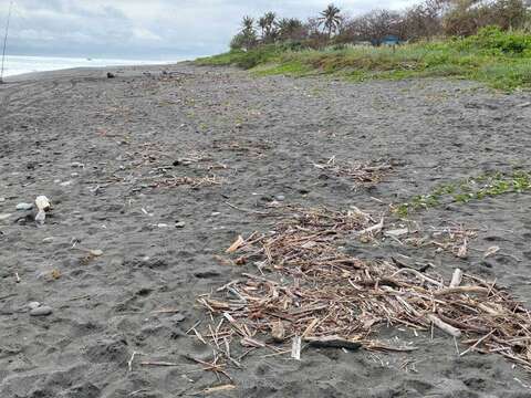 2024.02.07長濱(大峰峰、樟原、真柄海灘)(10)