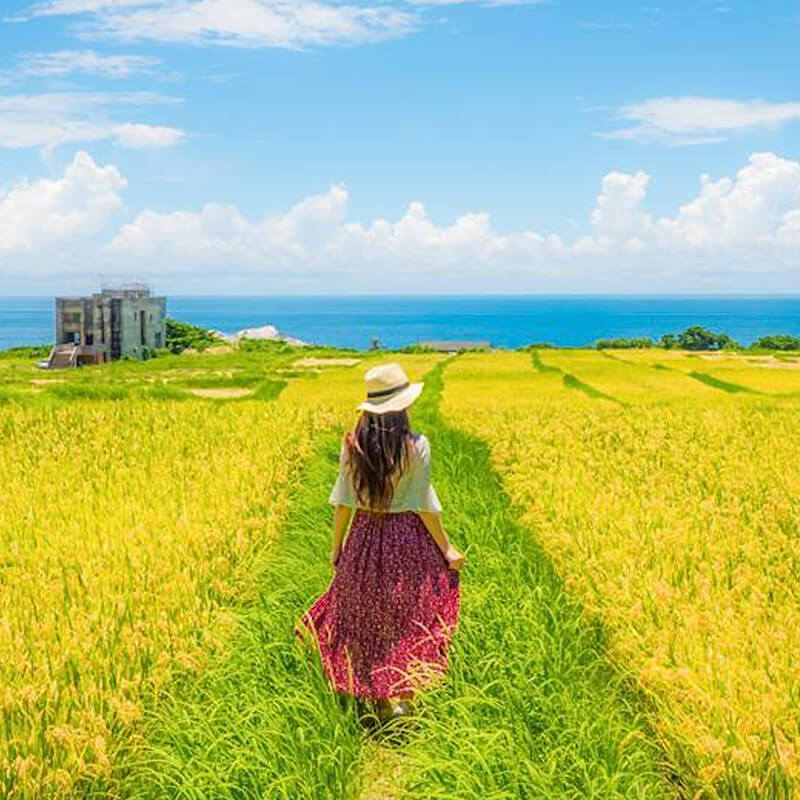 石梯湾の棚田