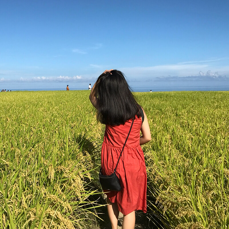 Xinshe Terrace Paddies