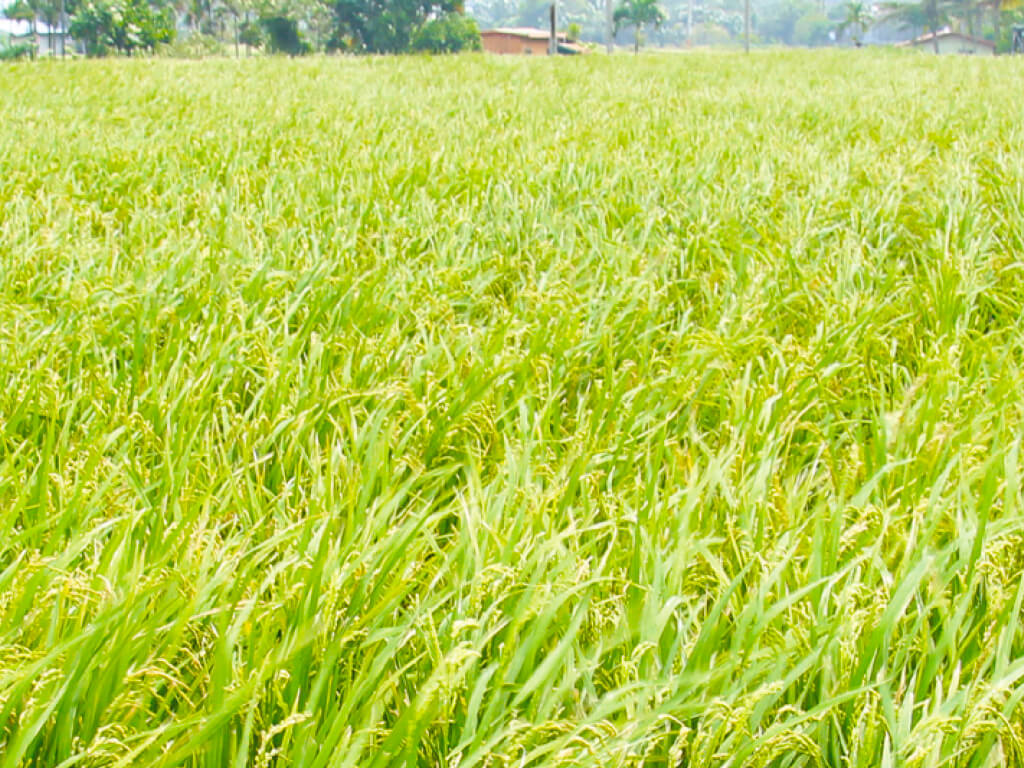 Pleasure of Farming