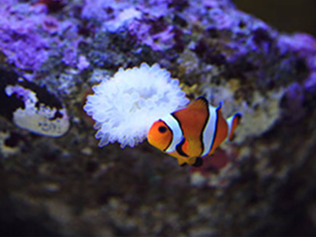 Clownfish Aquarium