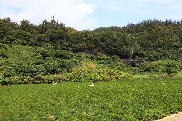 這是海參坪旁的綠地