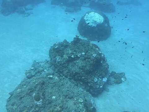 109 年小丑島發生海葵大量死亡事件時狀況 (109.08.03)