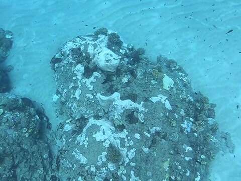 109 年海葵死亡狀況