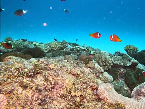 113 年夏季海水高溫造成小丑島零星珊瑚白化