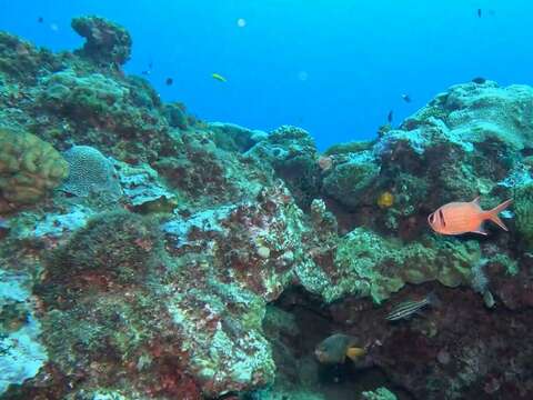 113年小丑島海葵覆蓋度正逐漸增加