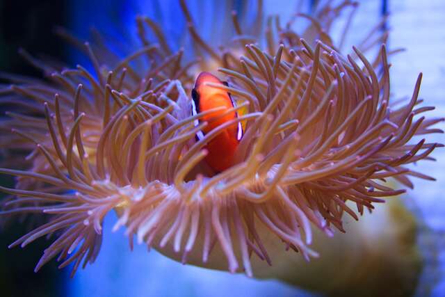 小丑魚主題館(前國立台東海洋生物展覽館)