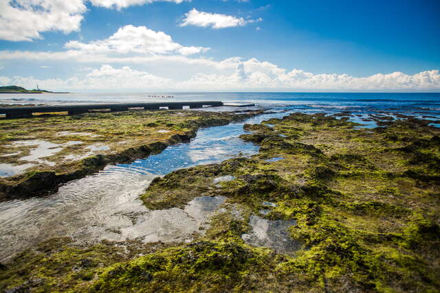 柴口潮間帶覆蓋著翠綠的海藻，與藍天白雲相互映襯