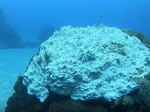 小丑島軟珊瑚白化