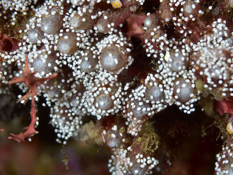 綠羽珊瑚孵育生殖景象