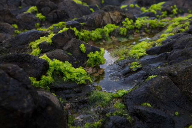 這是烏石鼻岩石上的海藻