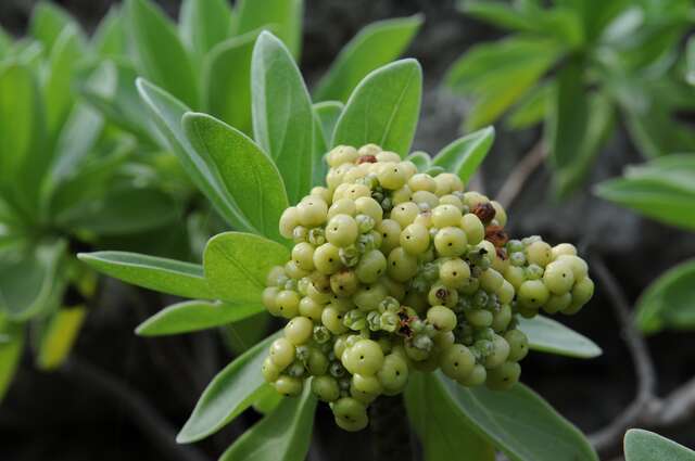 三仙台珍貴植物