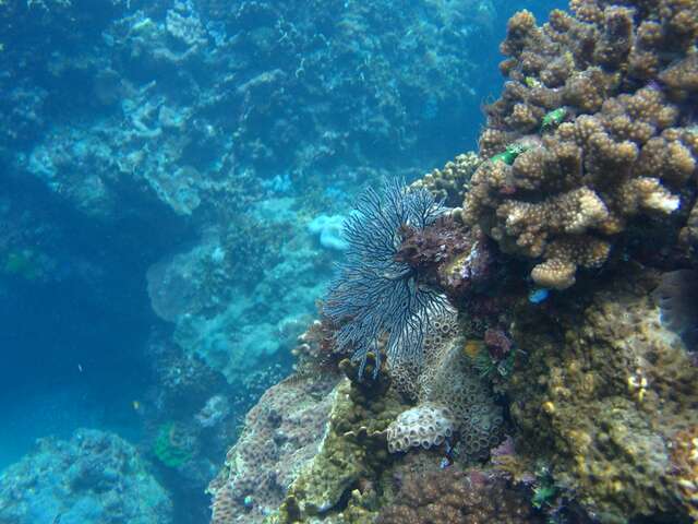 珊瑚群礁帶潮池、潮溝裡景緻天成