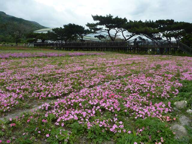 成功花海