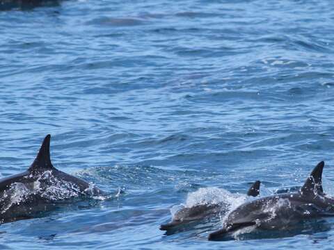 一日海上調查員-紀錄飛旋海豚家族
