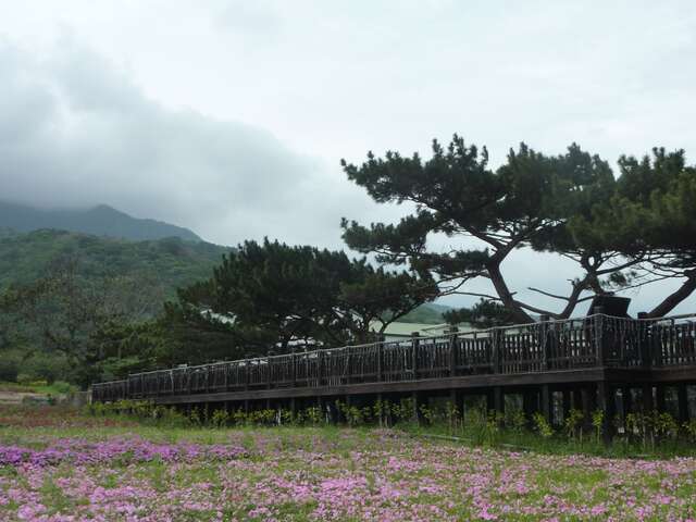 花海步道