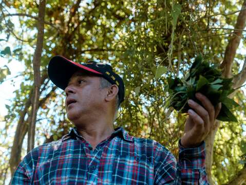 認識山林知識、採集野菜