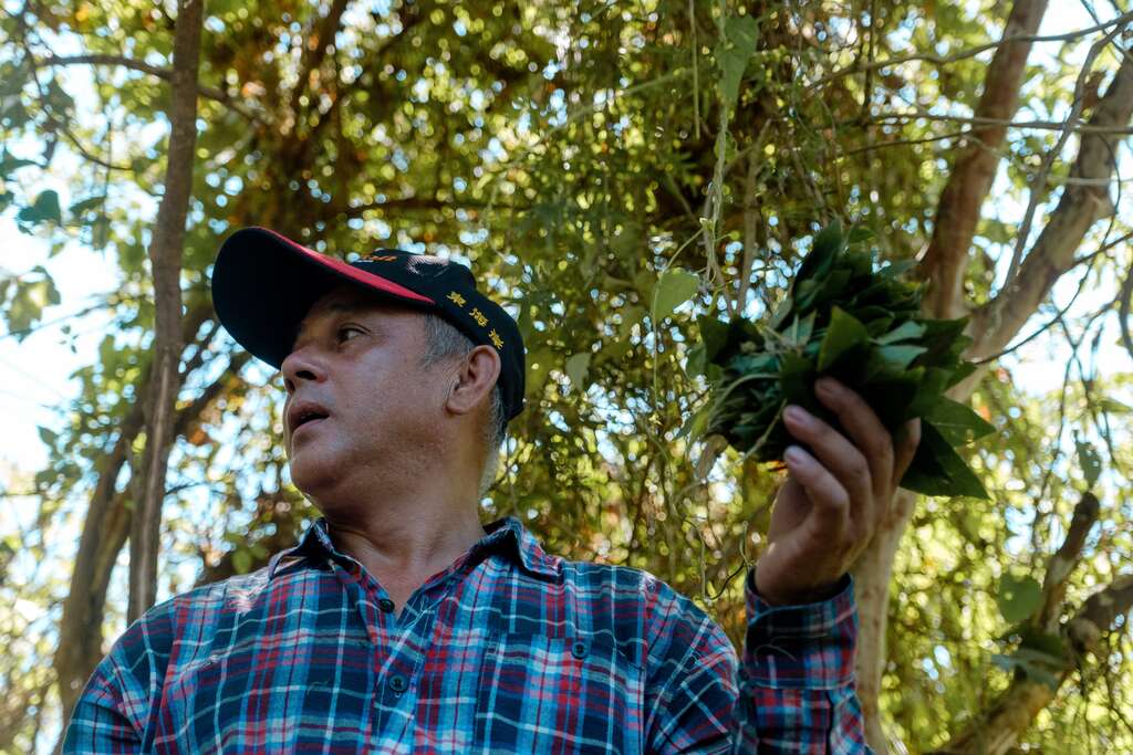 認識山林知識、採集野菜