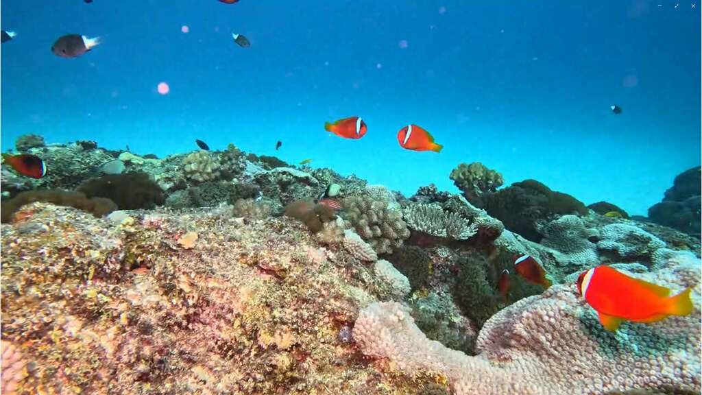 113 年夏季海水高溫造成小丑島零星珊瑚白化