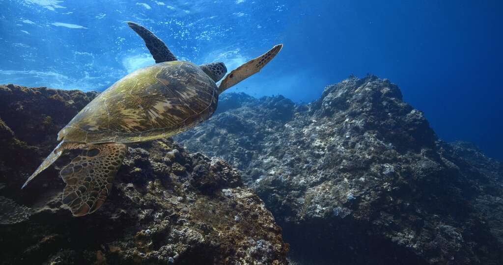 水下影像拍攝成果