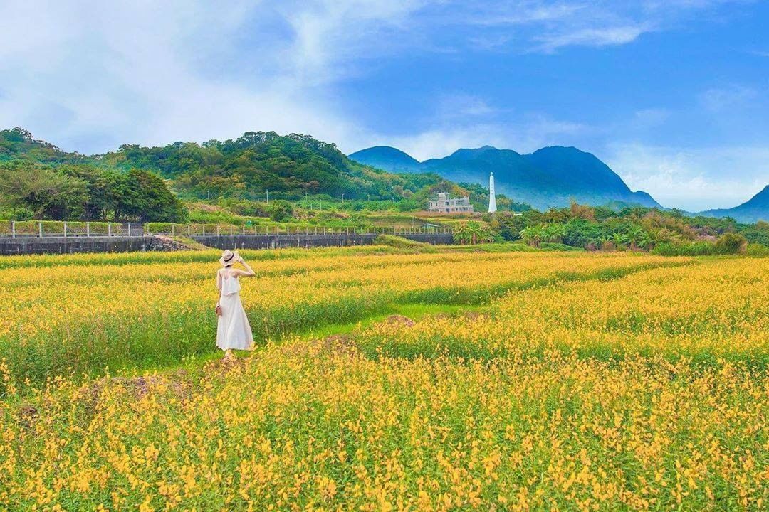 一路上綻開「太陽麻」，是台11休耕期隨處可見的綠肥作物，北回歸線前，一處金黃亮麗-感謝 @yuni_tung  分享美照☺️-歡迎...