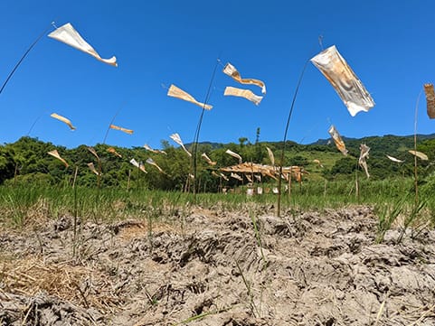 2022大地藝術節-【以時生活工作室 feat. Jamie Lo】山海稻田中飄揚的彩虹